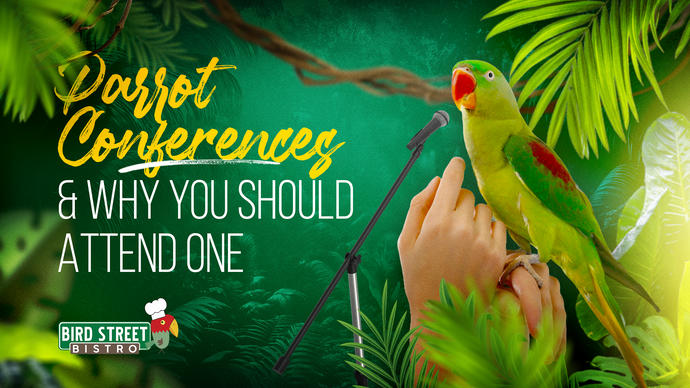 Parrot Conferences & Why You Should Attend One