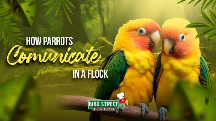 How Parrots Communicate in a Flock