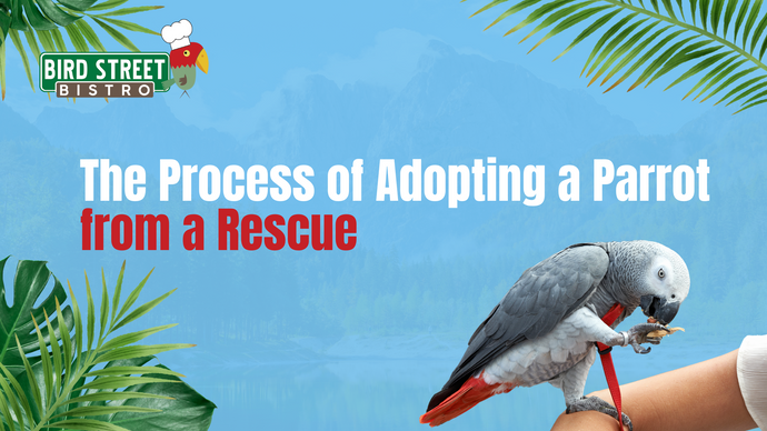 The Process of Adopting a Parrot from a Rescue