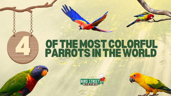 4 of the Most Colorful Parrots in the World