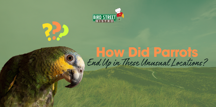 How Did Parrots End Up in These Unusual Locations?