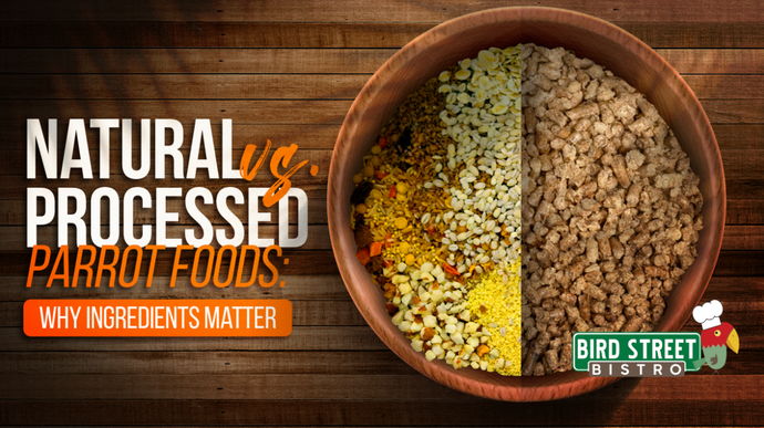 Natural vs. Processed Parrot Foods: Why Ingredients Matter