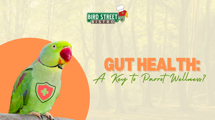 Gut Health: A Key to Parrot Wellness?