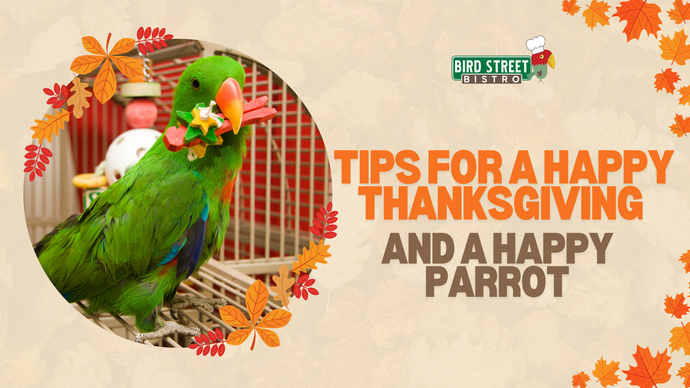 Tips for a Happy Thanksgiving and a Happy Parrot