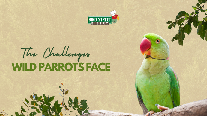 The Challenges Wild Parrots Face