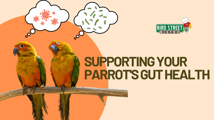 Supporting Your Parrot's Gut Health