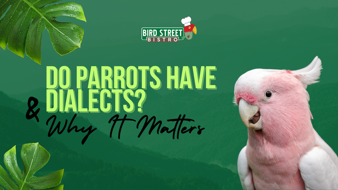 Do Parrots Have Accents? and Why it Matters