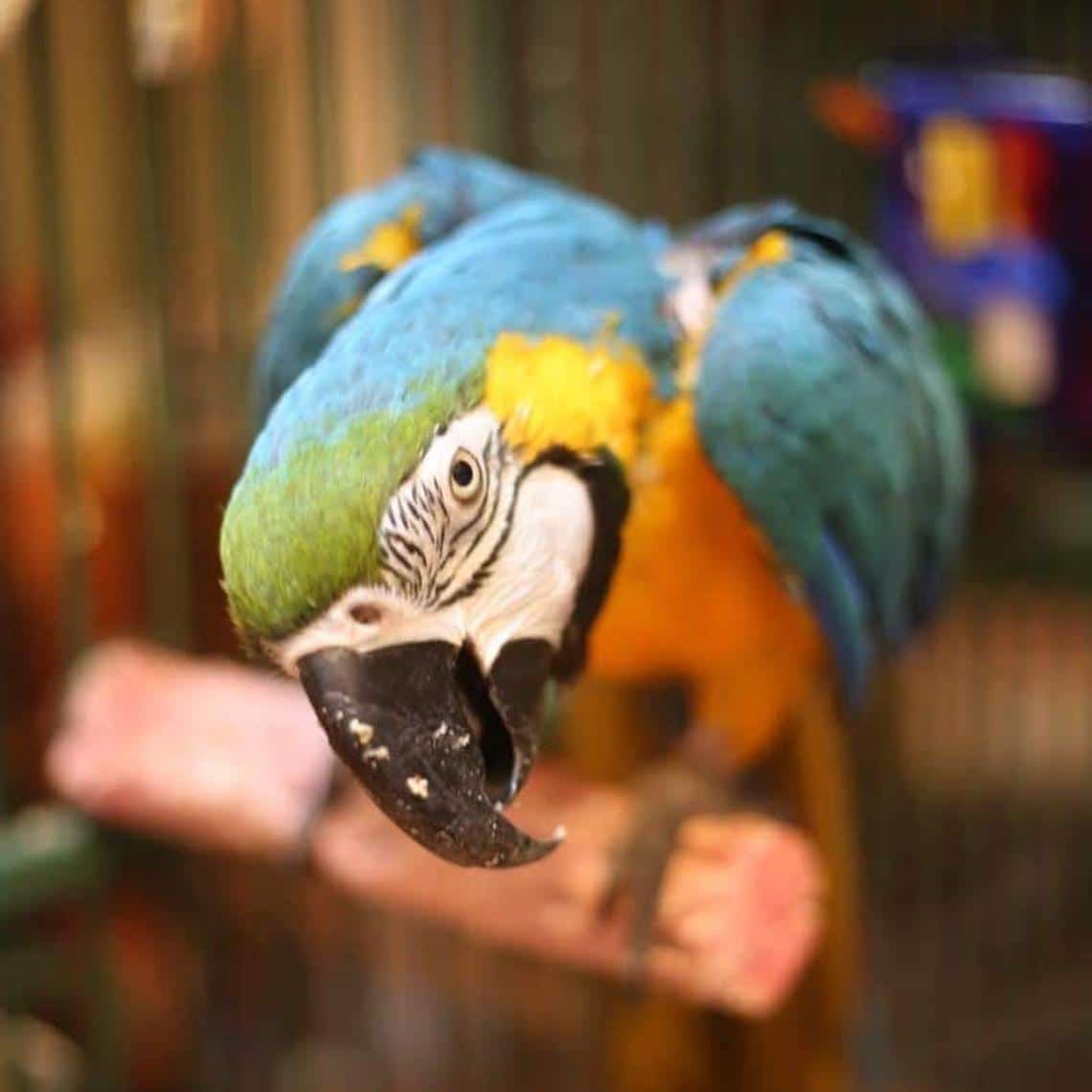 Parrot shop food online